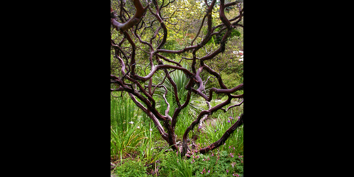 Manzanita