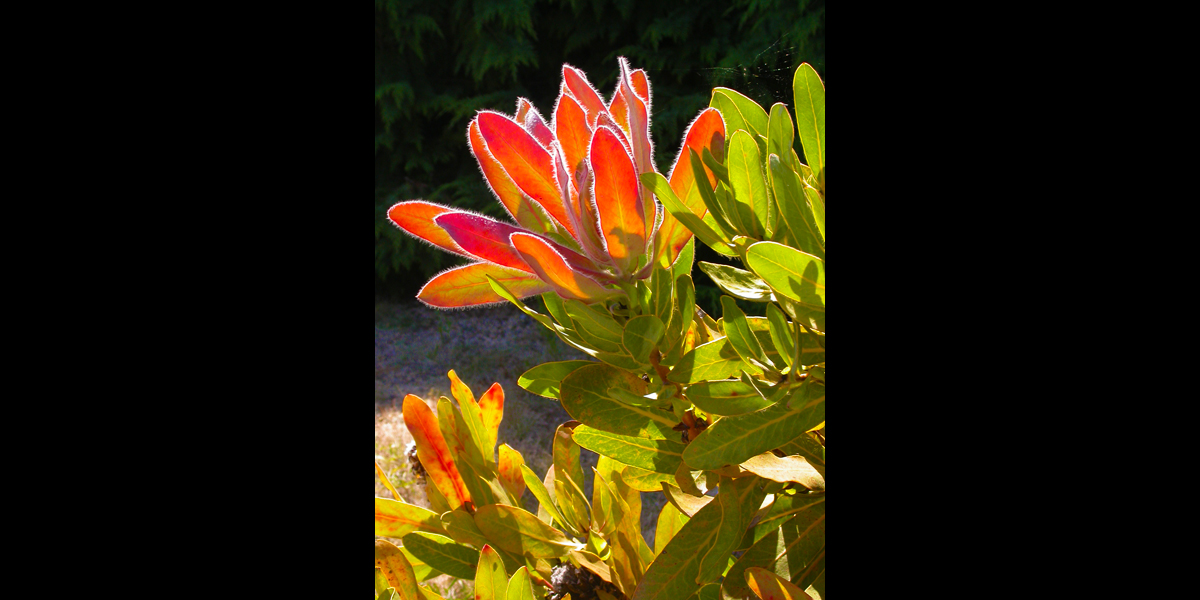 Protea